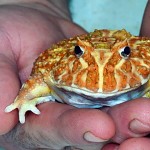 Horned frog